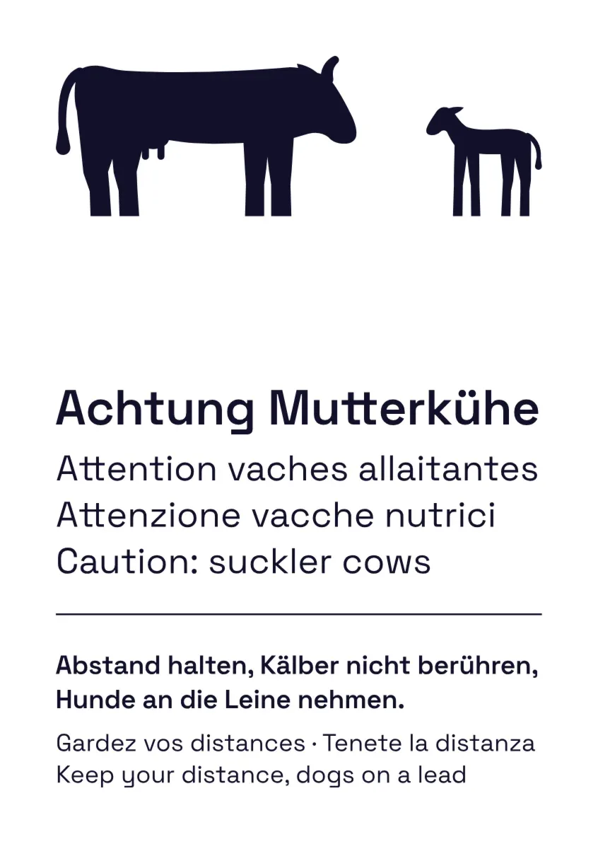 Warning sign "Suckler cows" in four languages